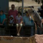 Vogel im Zoo