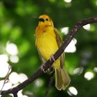 Vogel im Zoo