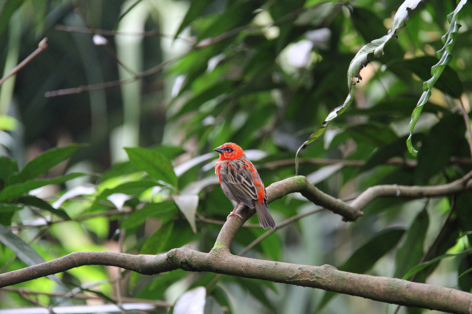 Vogel im Zoo