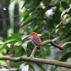 Vogel im Zoo