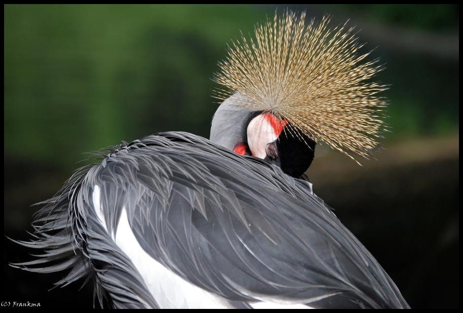 Vogel im Zoo Wuppertal