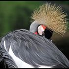 Vogel im Zoo Wuppertal