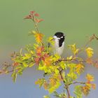 vogel im Zweig