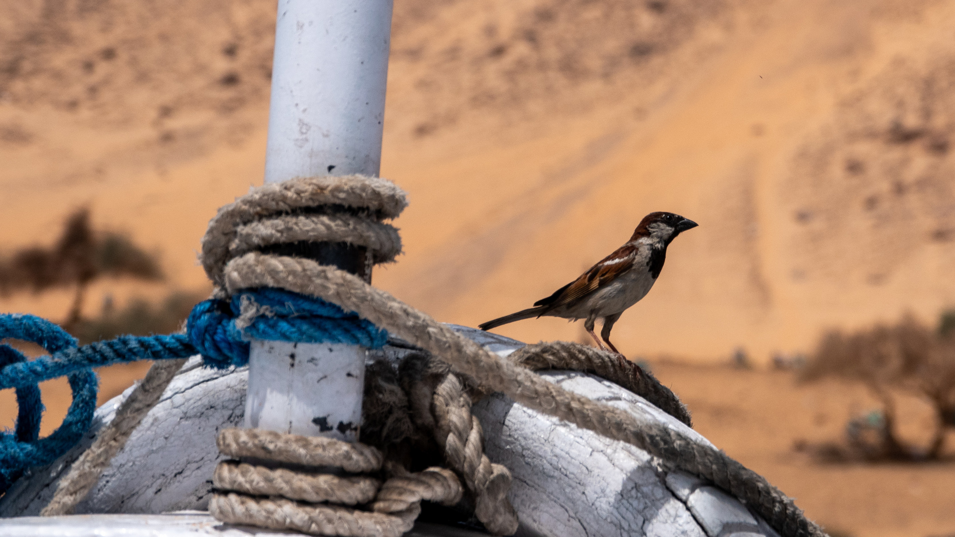 Vogel in Ägypten 
