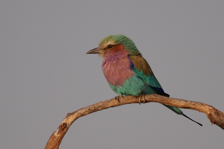 Vogel  in Afrika (Gabelracke - Danke Jimi!)