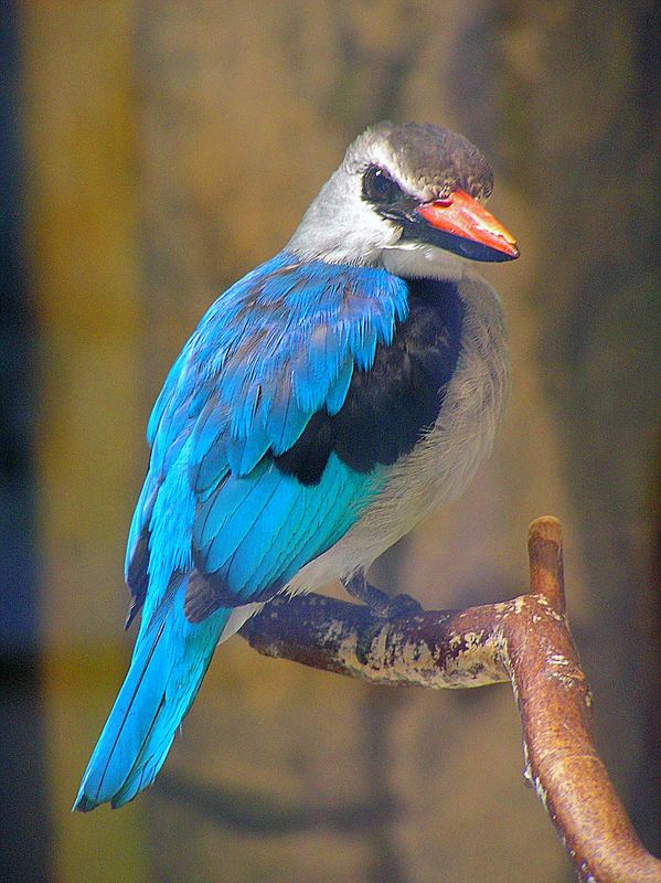 Vogel in blau