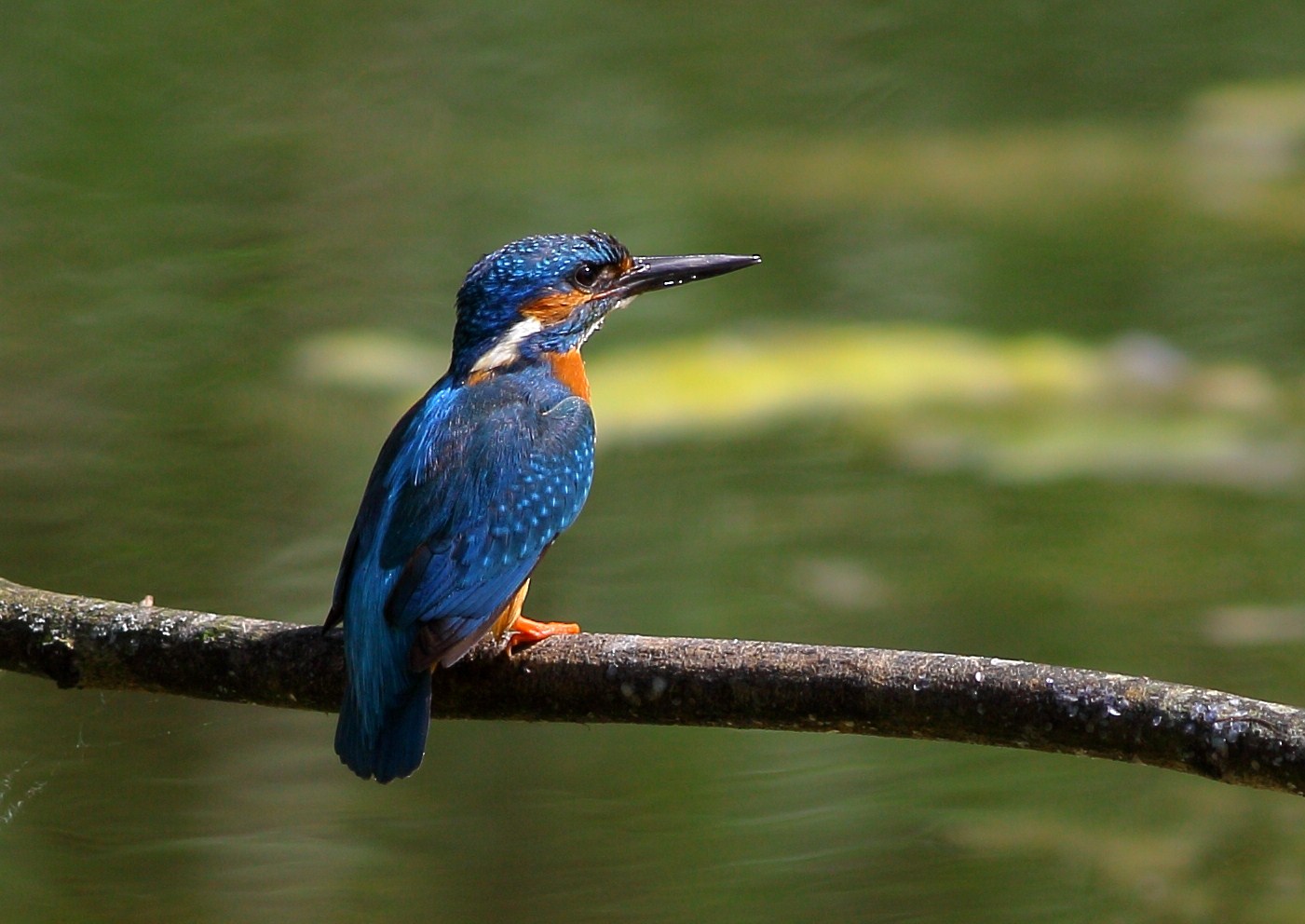 Vogel in blau