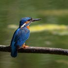 Vogel in blau