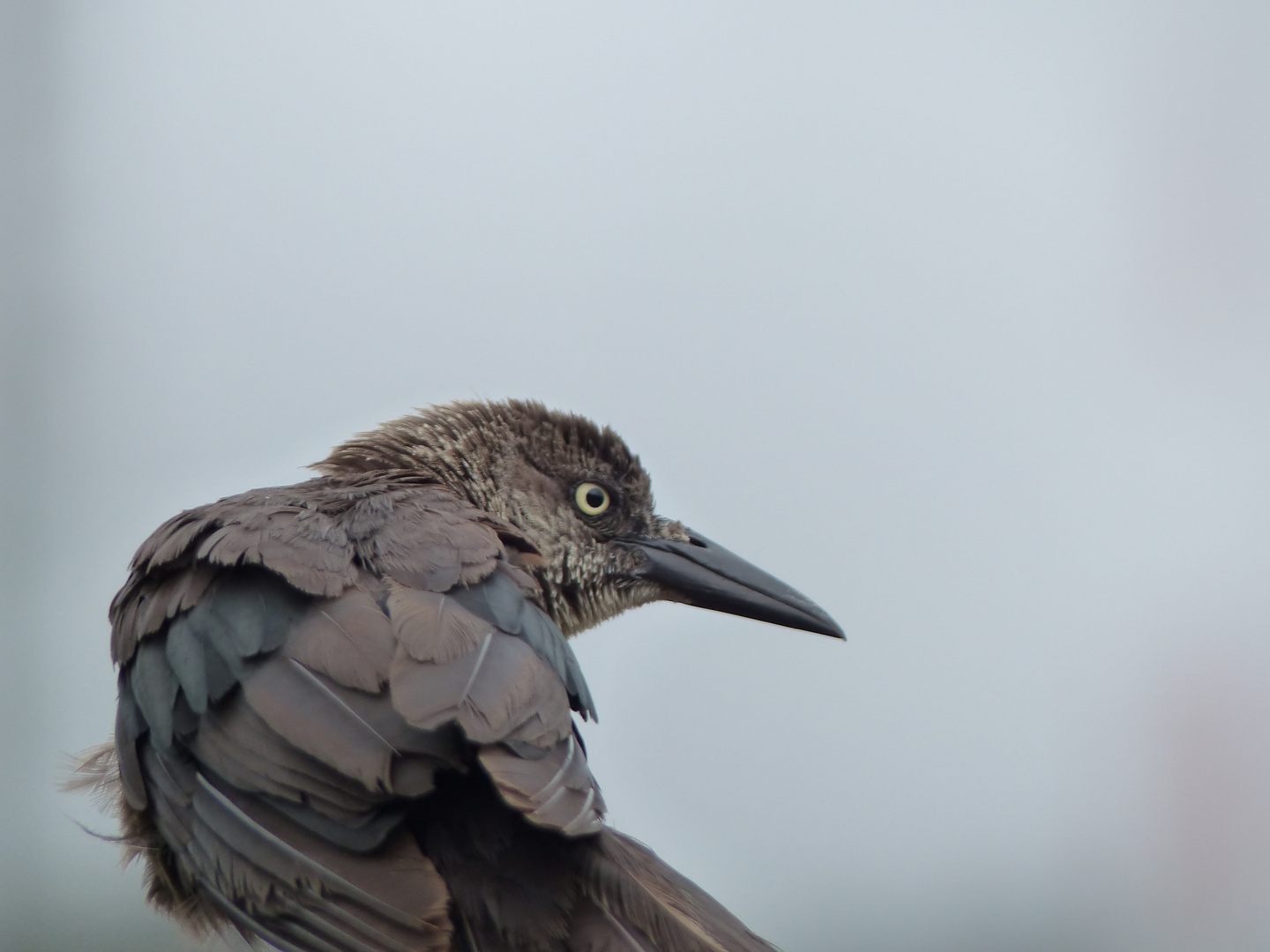 Vogel in Costa Rica