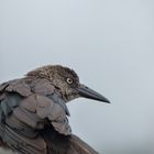 Vogel in Costa Rica