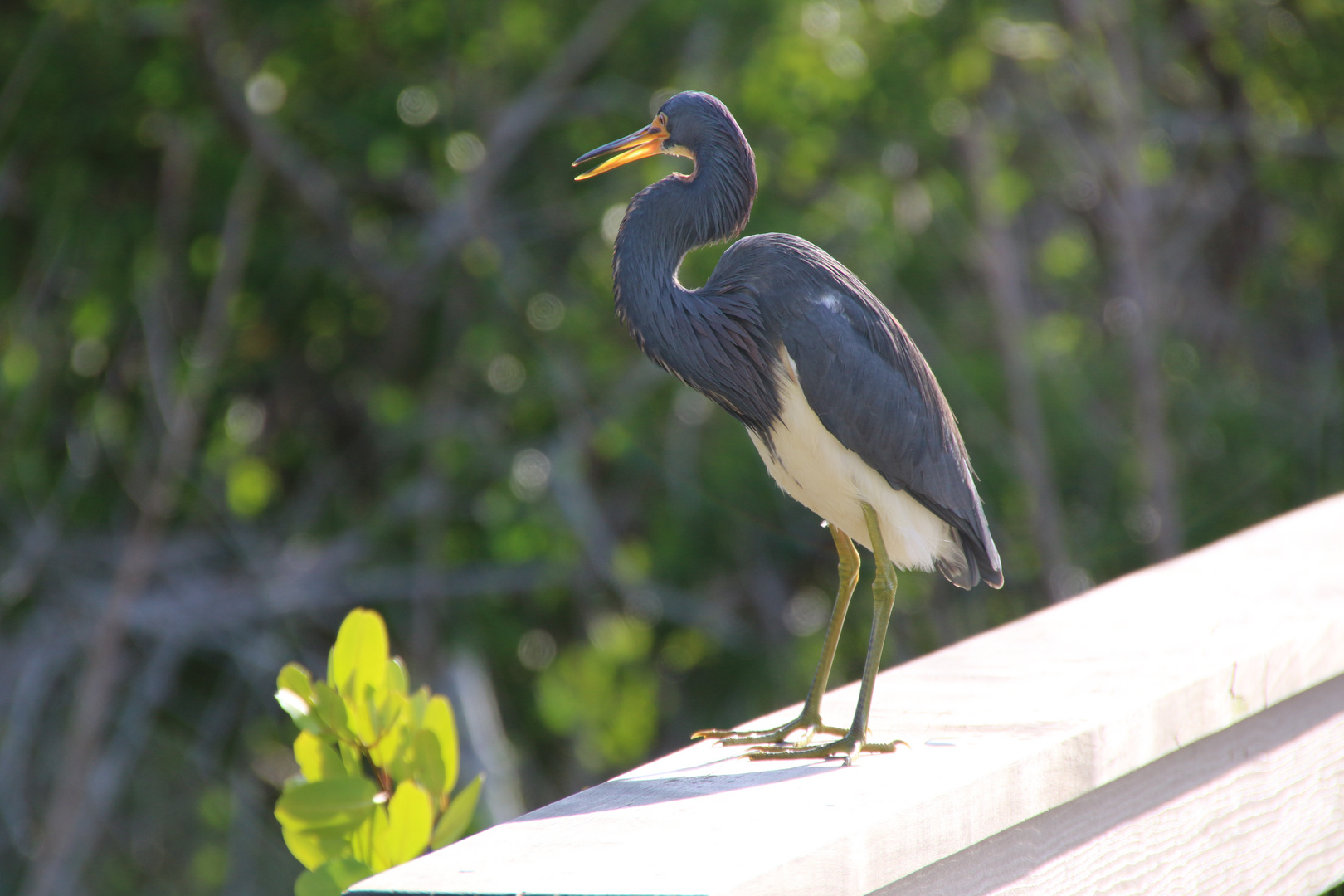 Vogel in den Everglades