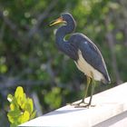 Vogel in den Everglades