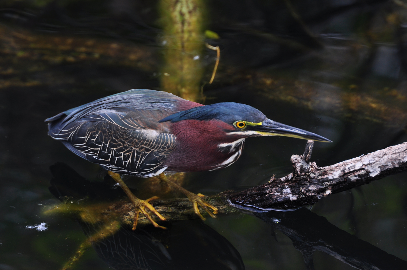 Vogel in den Everglades, FL