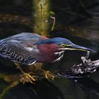 Vogel in den Everglades, FL