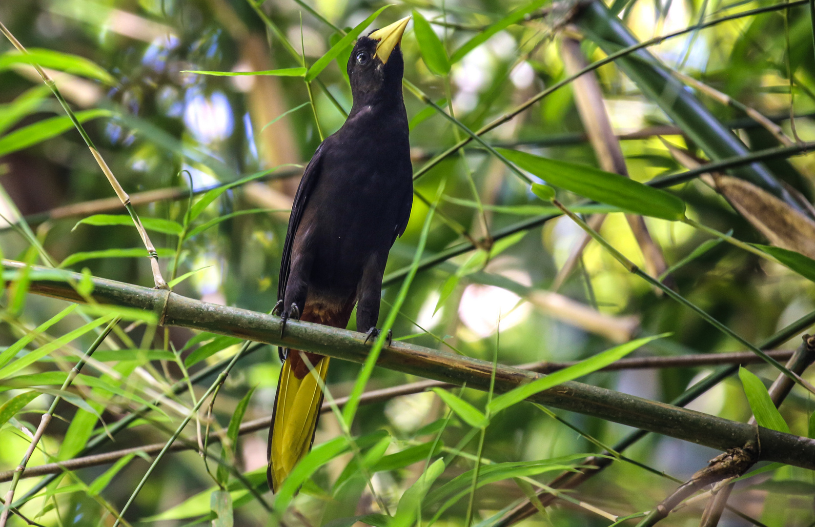 Vogel in der Bambuskathedrale Trinidad