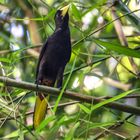Vogel in der Bambuskathedrale Trinidad