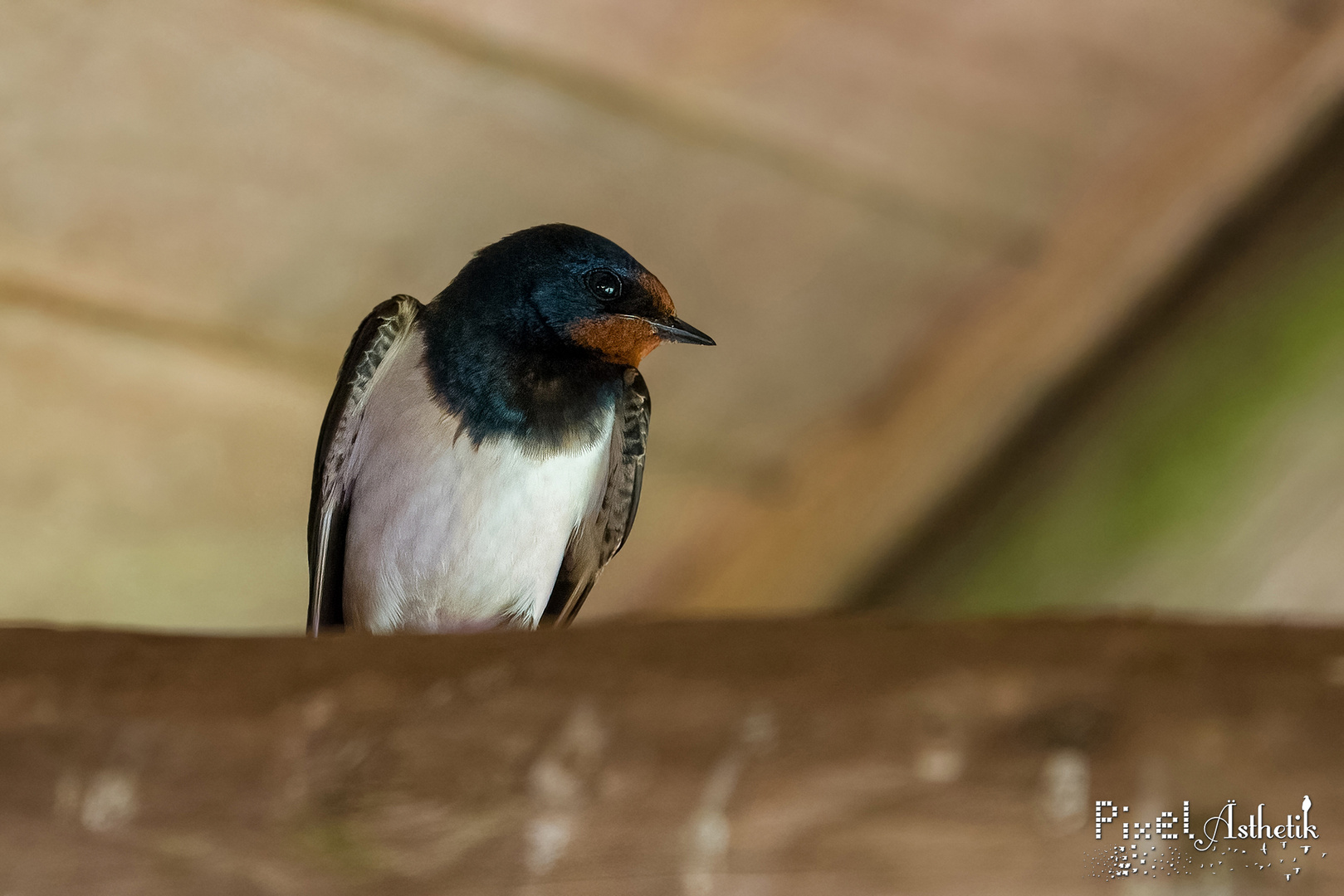 Vogel IN der Beobachtungshütte