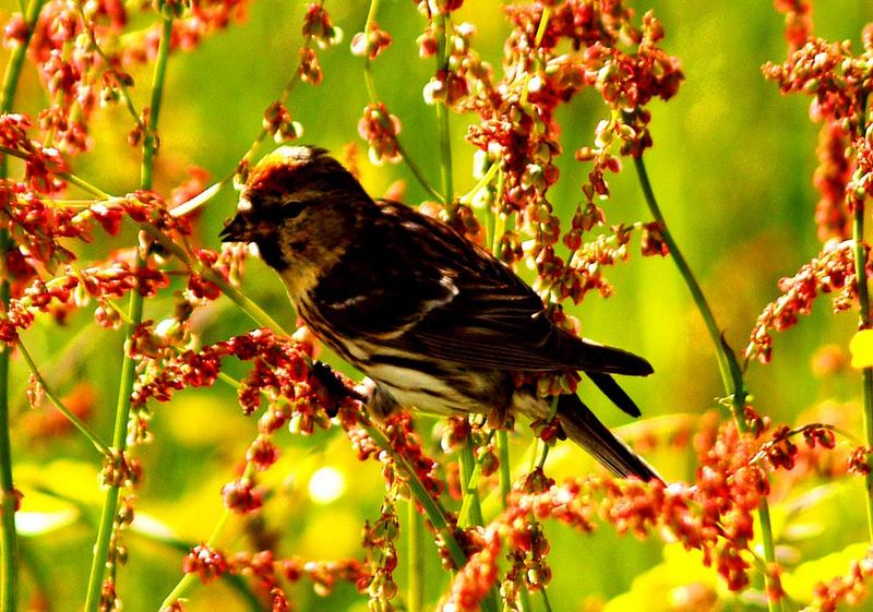 Vogel in der Frühlingswiese am Morgen