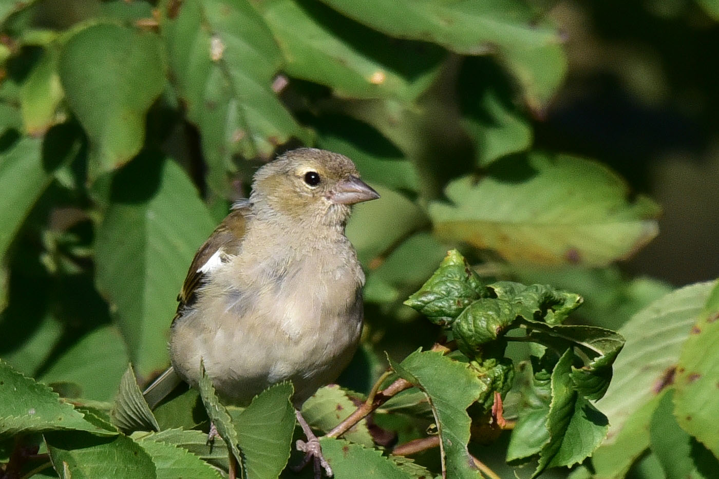 Vogel in der Morgensonne