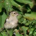 Vogel in der Morgensonne