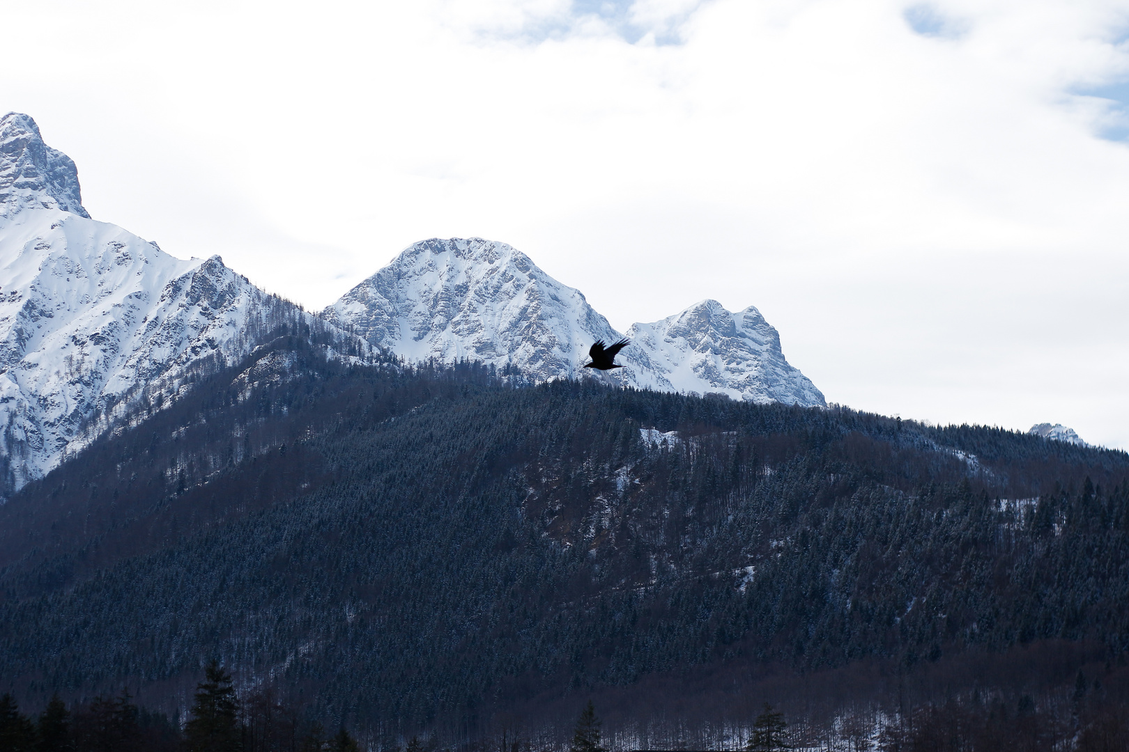 Vogel in der Natur