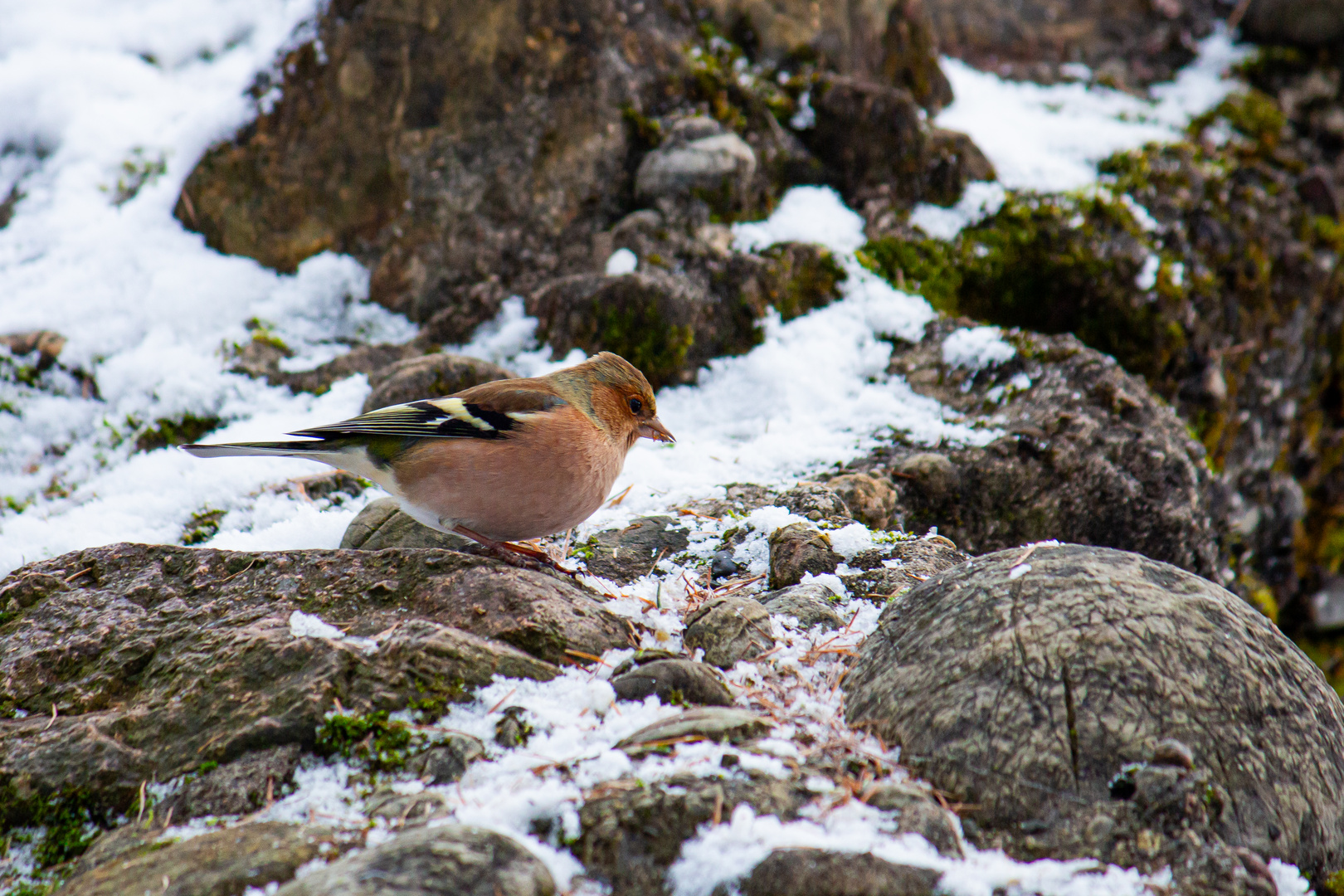 Vogel in der Natur