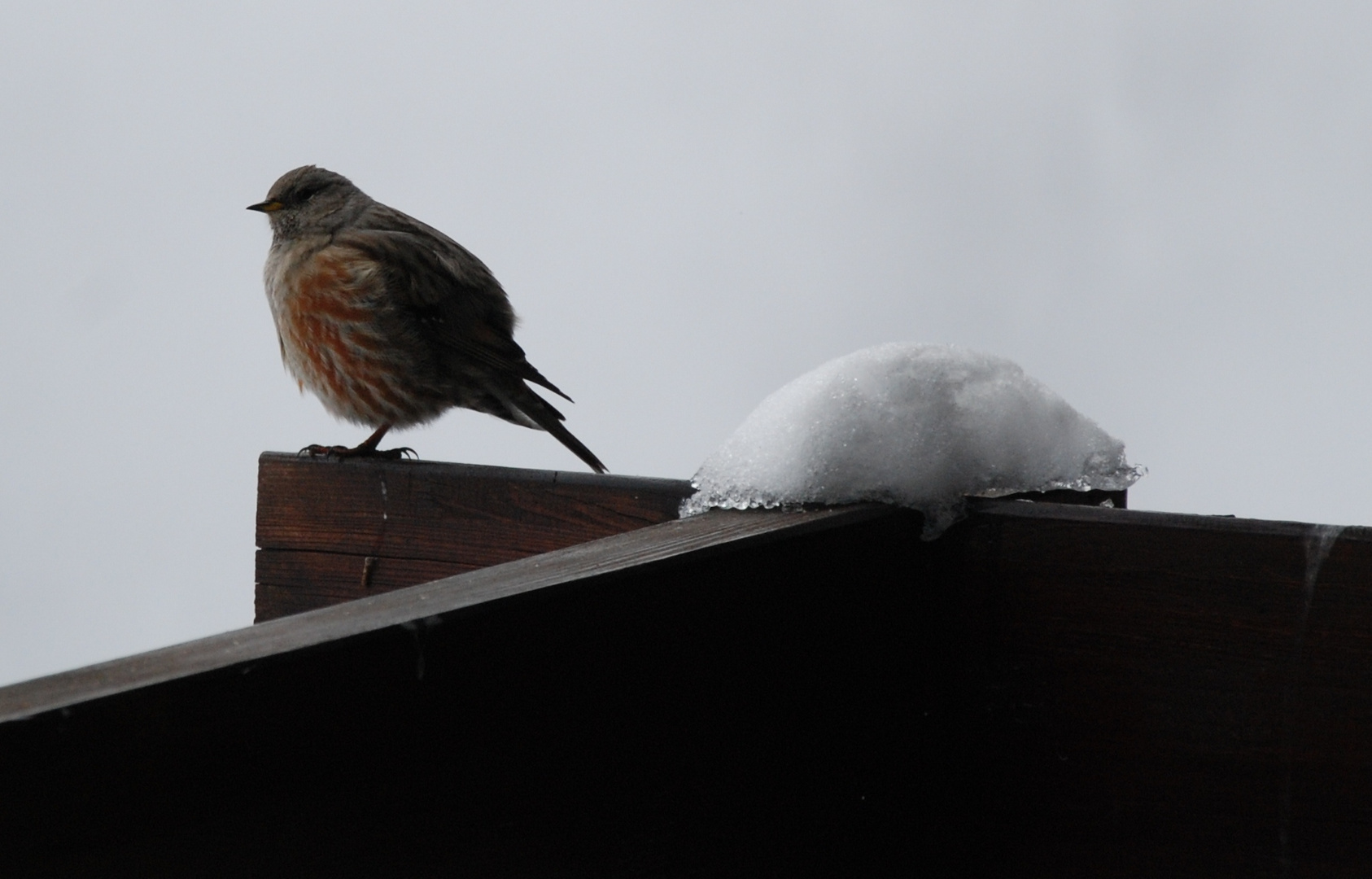 Vogel in der Riederalp