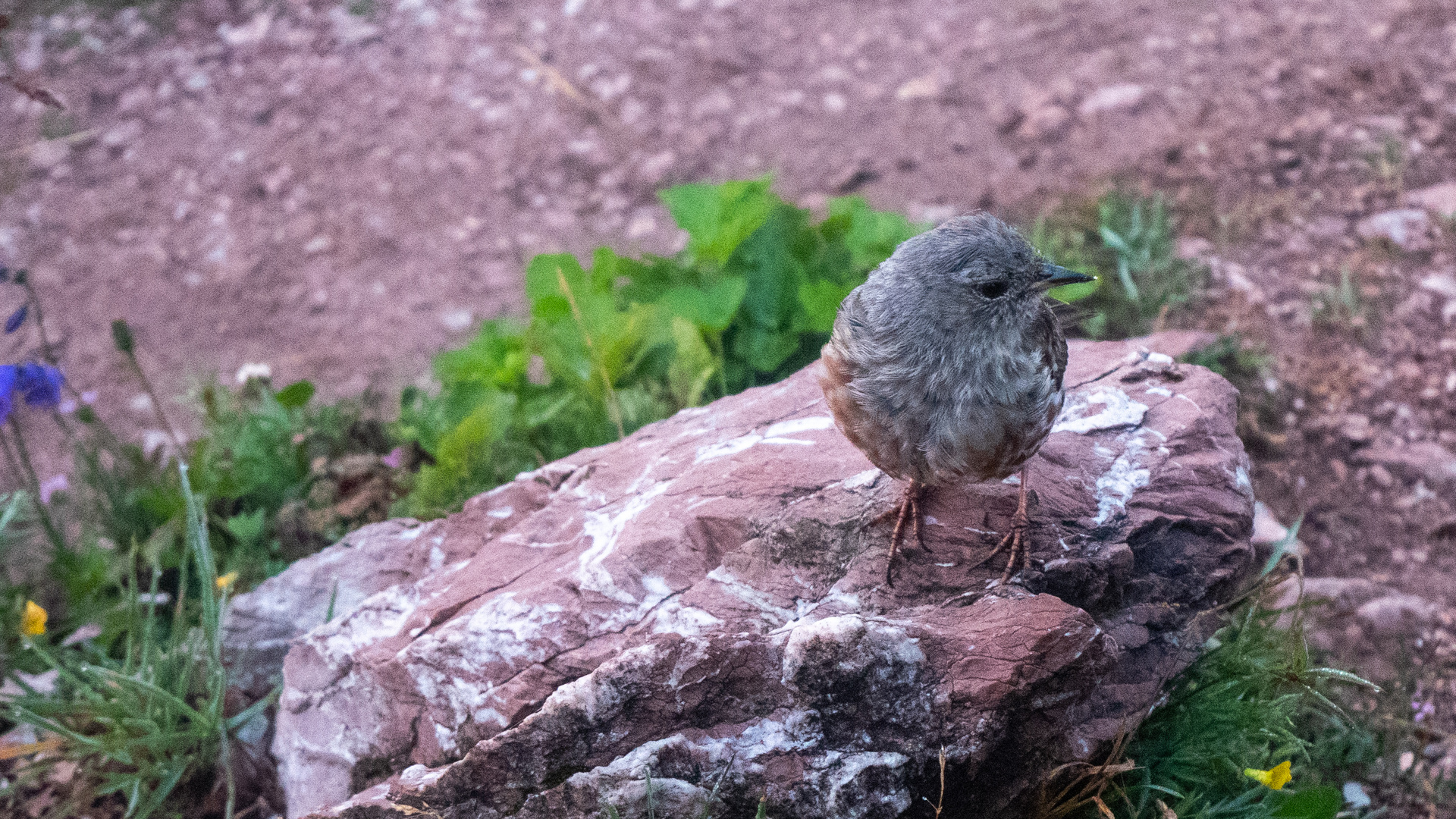 Vogel in der Schweiz 