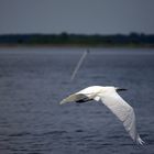 Vogel in Florida. Weiß jemand was für ein Vogel das ist??