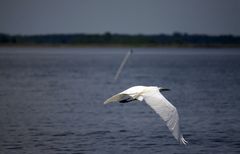 Vogel in Florida. Weiß jemand was für ein Vogel das ist??