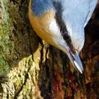 vogel in freier Natur 