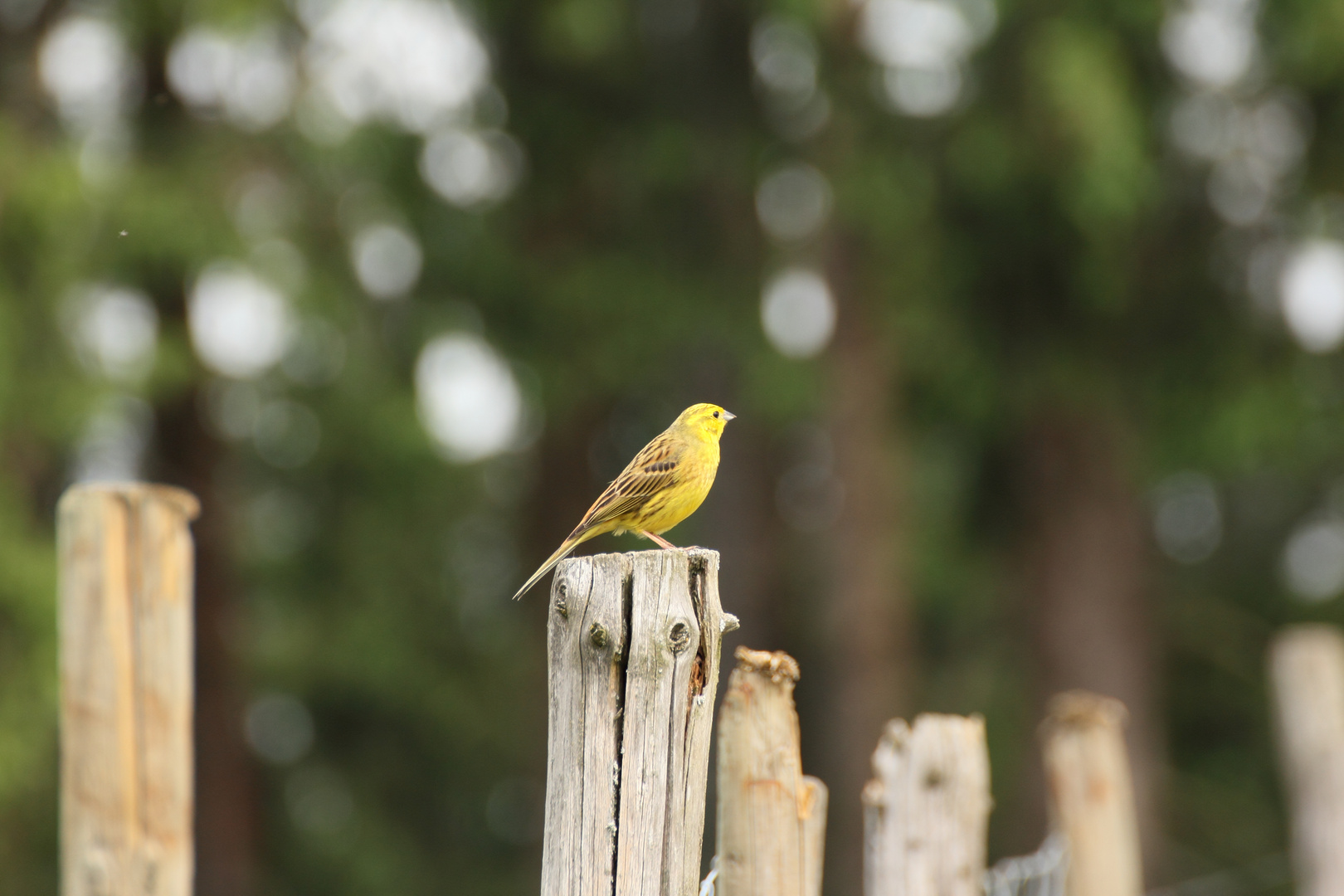 Vogel in freier Natur