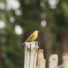 Vogel in freier Natur