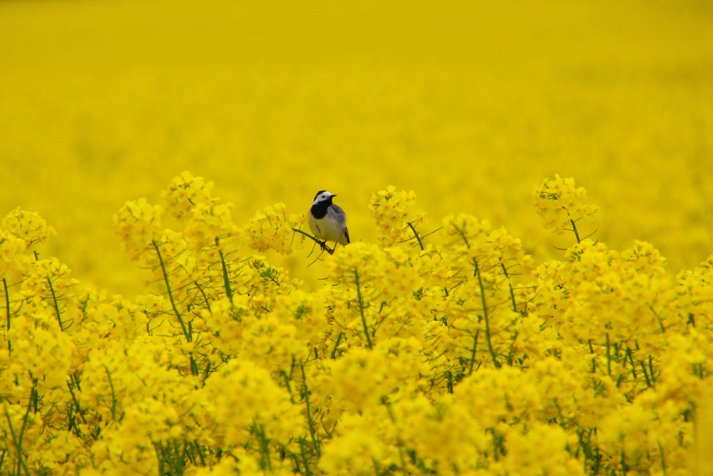 vogel in gelb