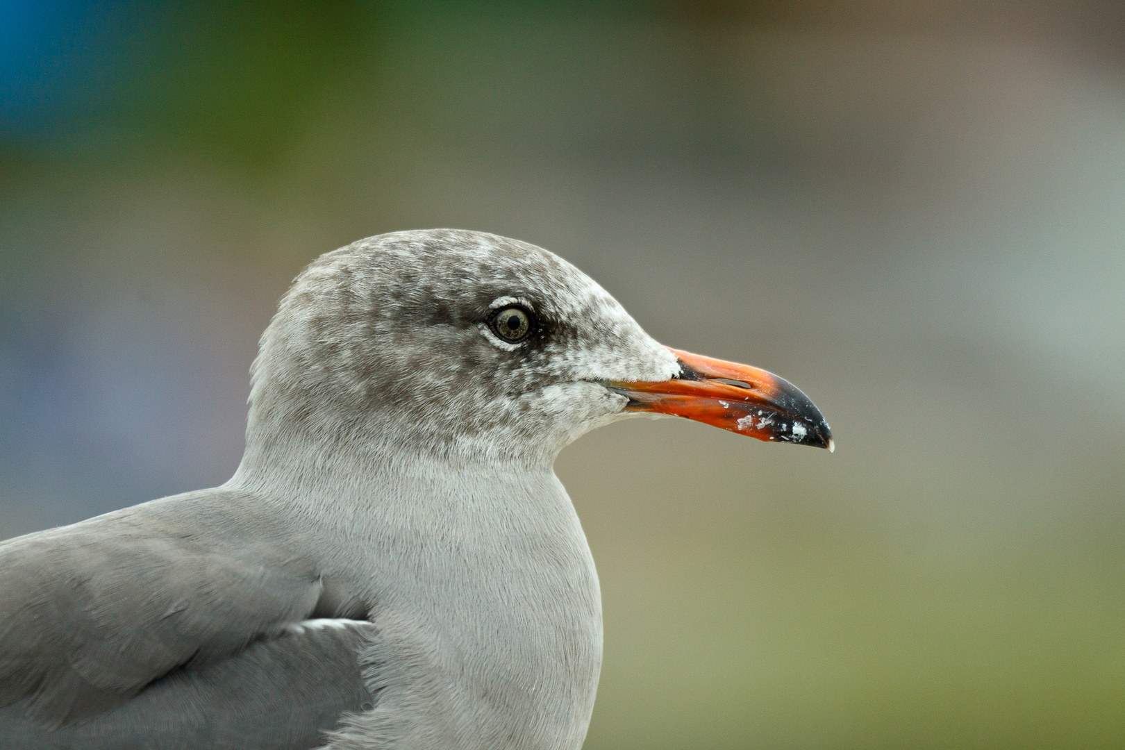 Vogel in La Jolla (San Diego)