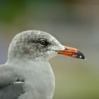 Vogel in La Jolla (San Diego)