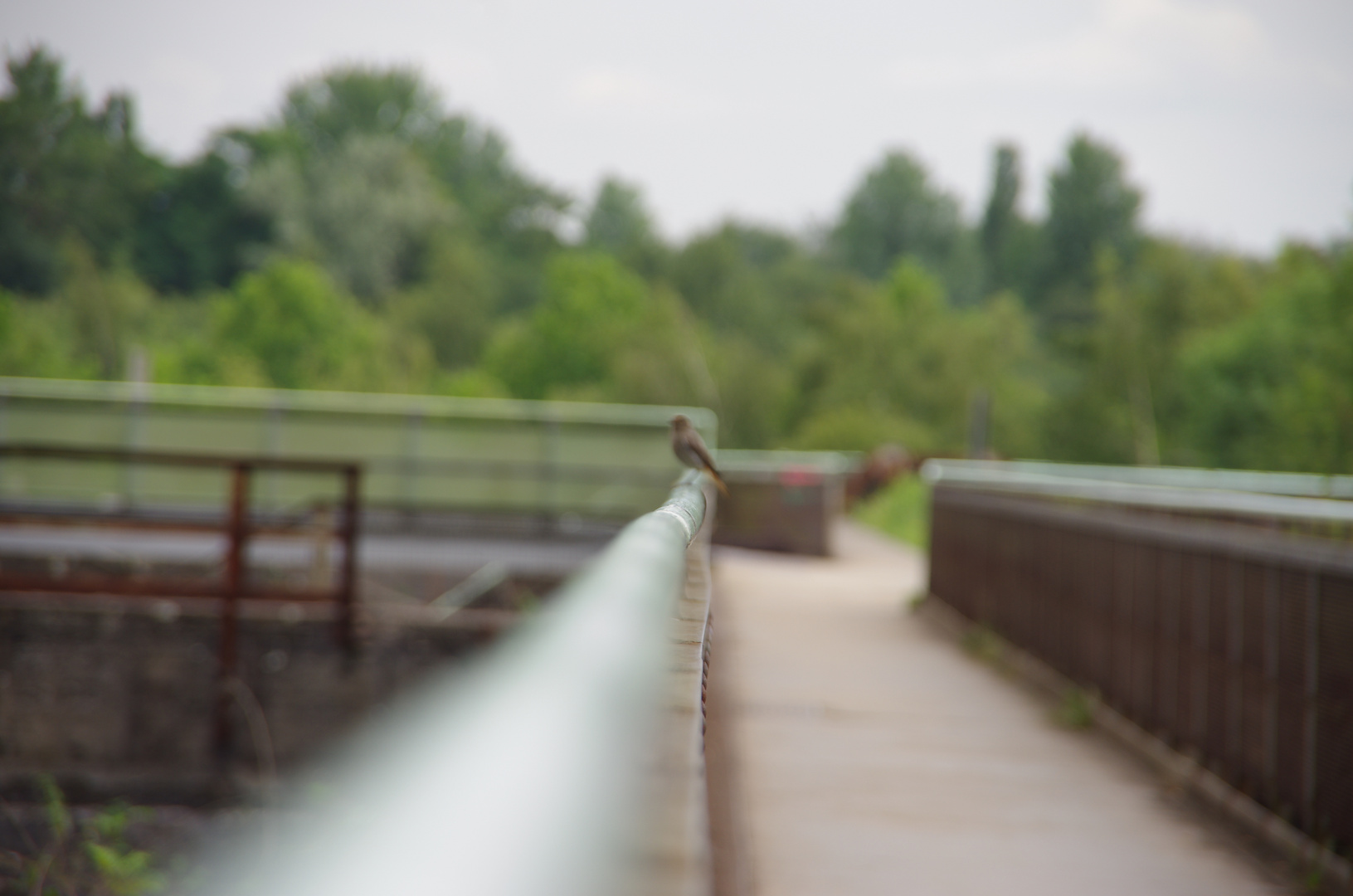 Vogel in Landschaft