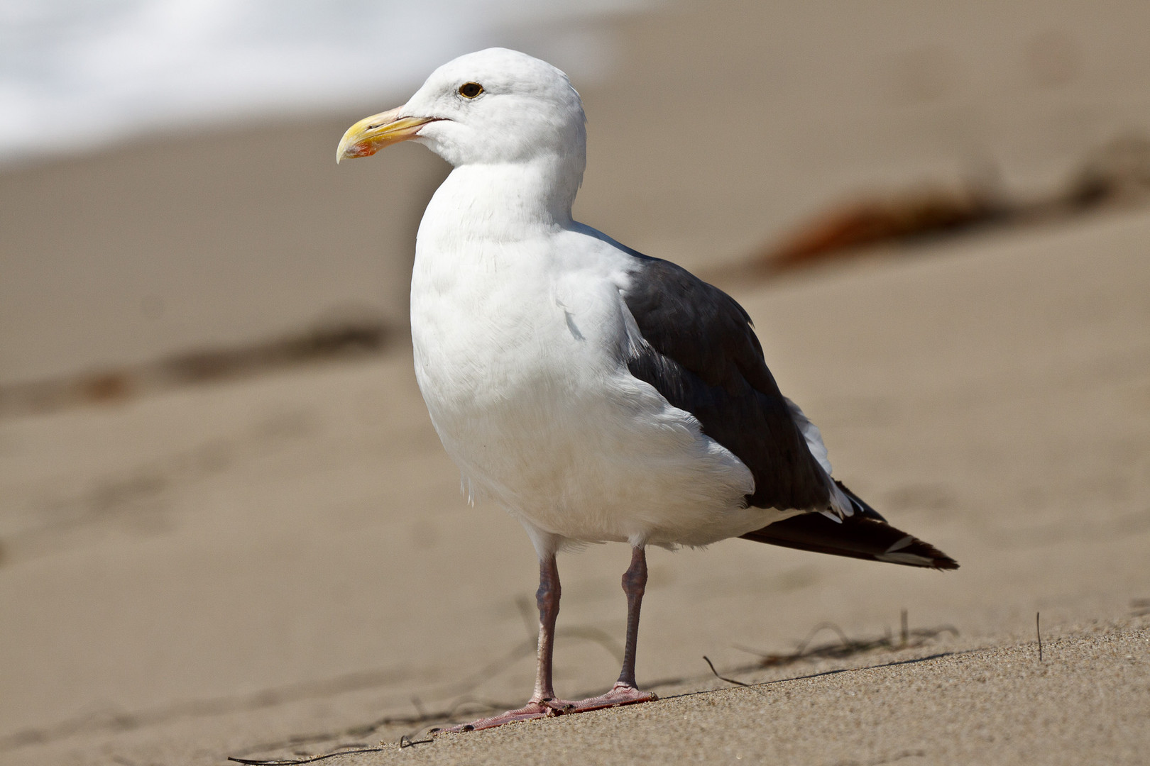 Vogel in Malibu