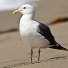 Vogel in Malibu