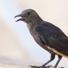 Vogel in Massada / Israel