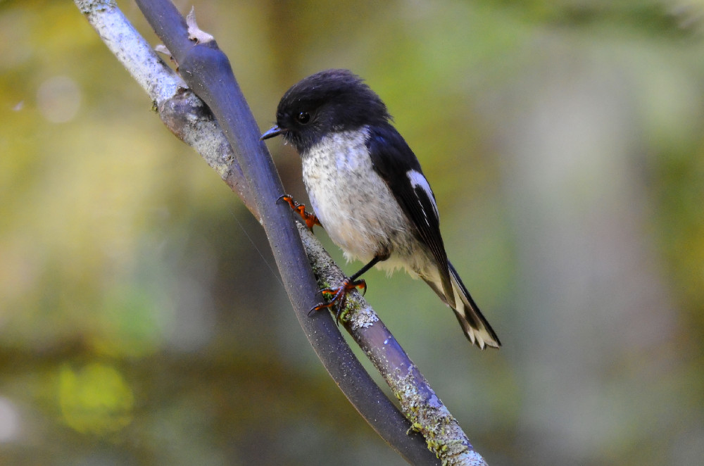 Vogel in Neuseeland