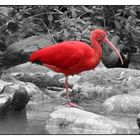 Vogel in Rot