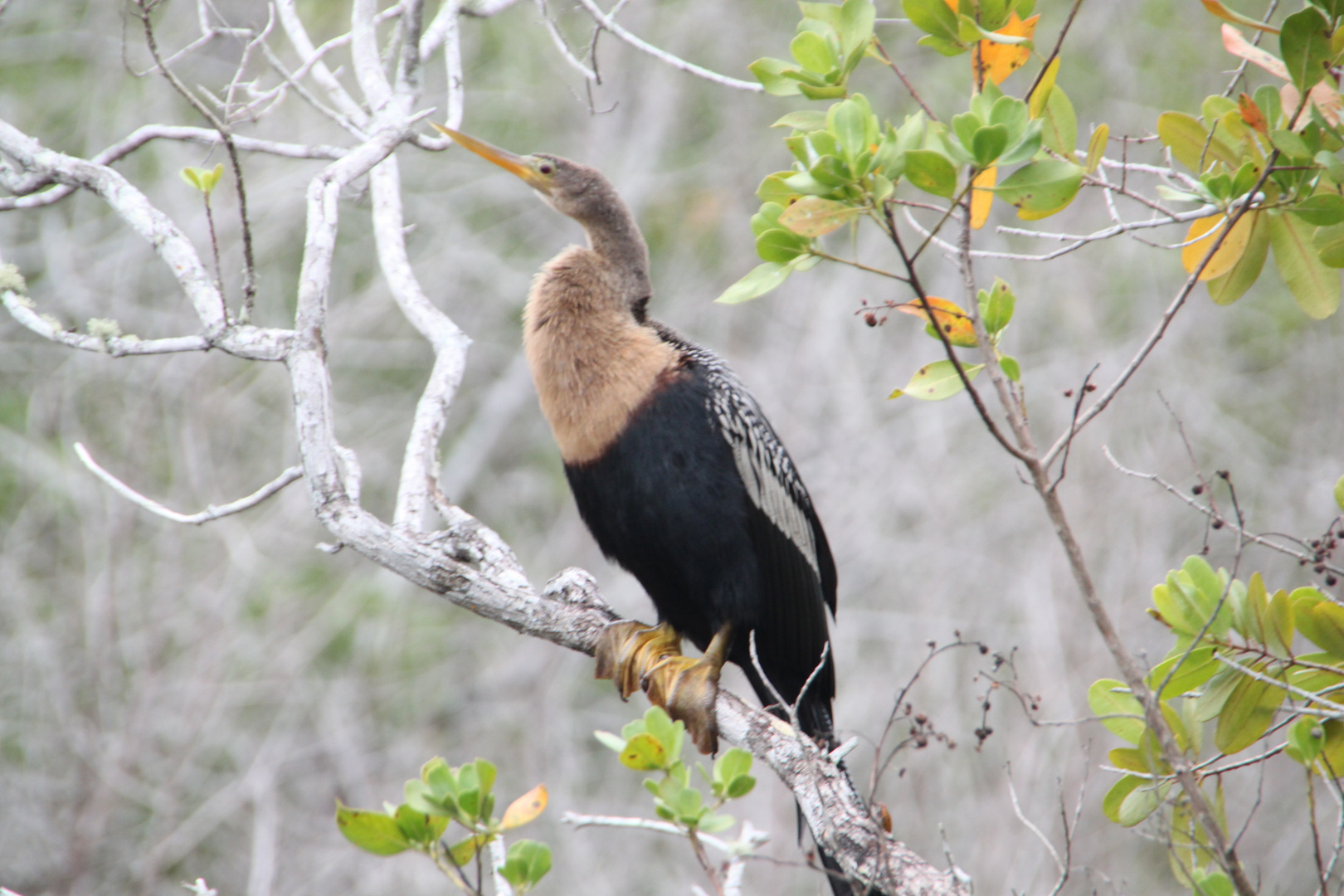 Vogel in Sanibel Island