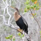 Vogel in Sanibel Island