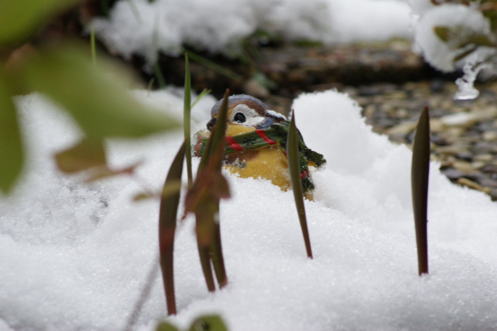 Vogel in Schnee und Grün