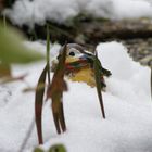 Vogel in Schnee und Grün