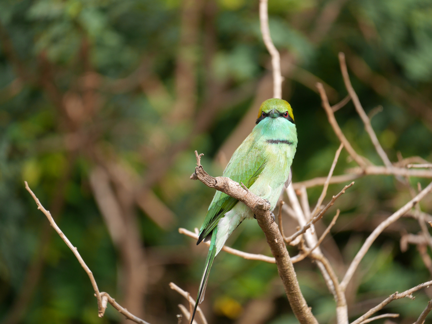 Vogel in Sri Lanka