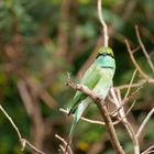 Vogel in Sri Lanka