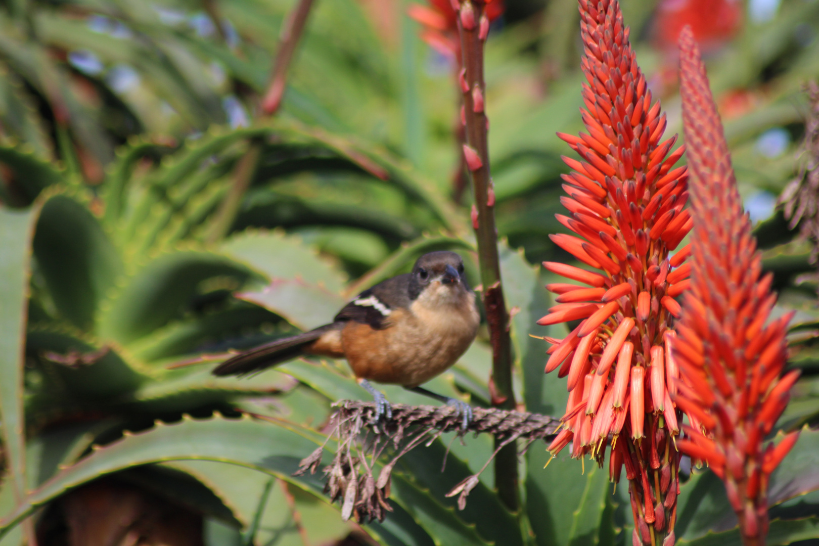 Vogel in Südafrika