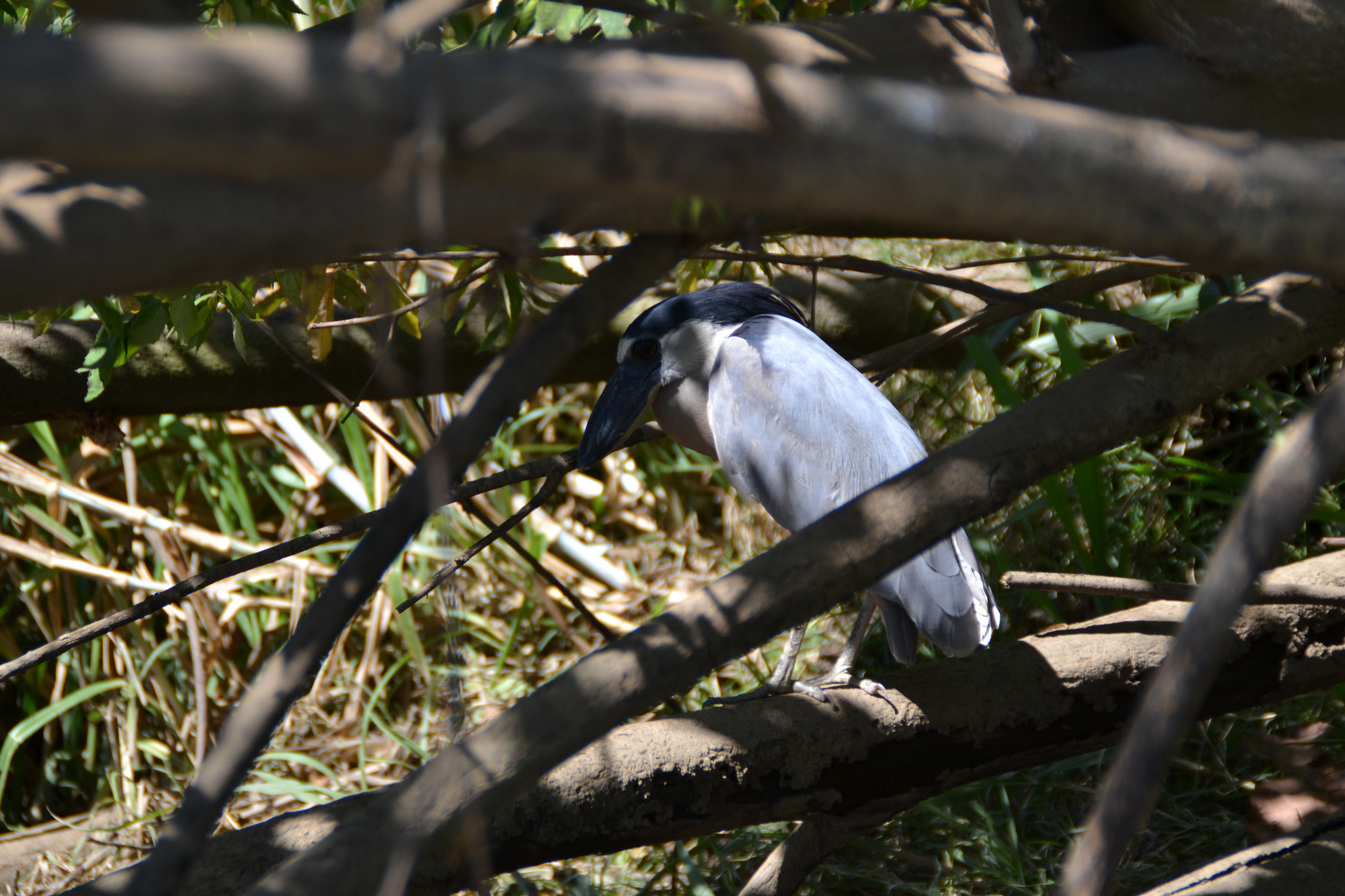 Vogel in Tortuguero